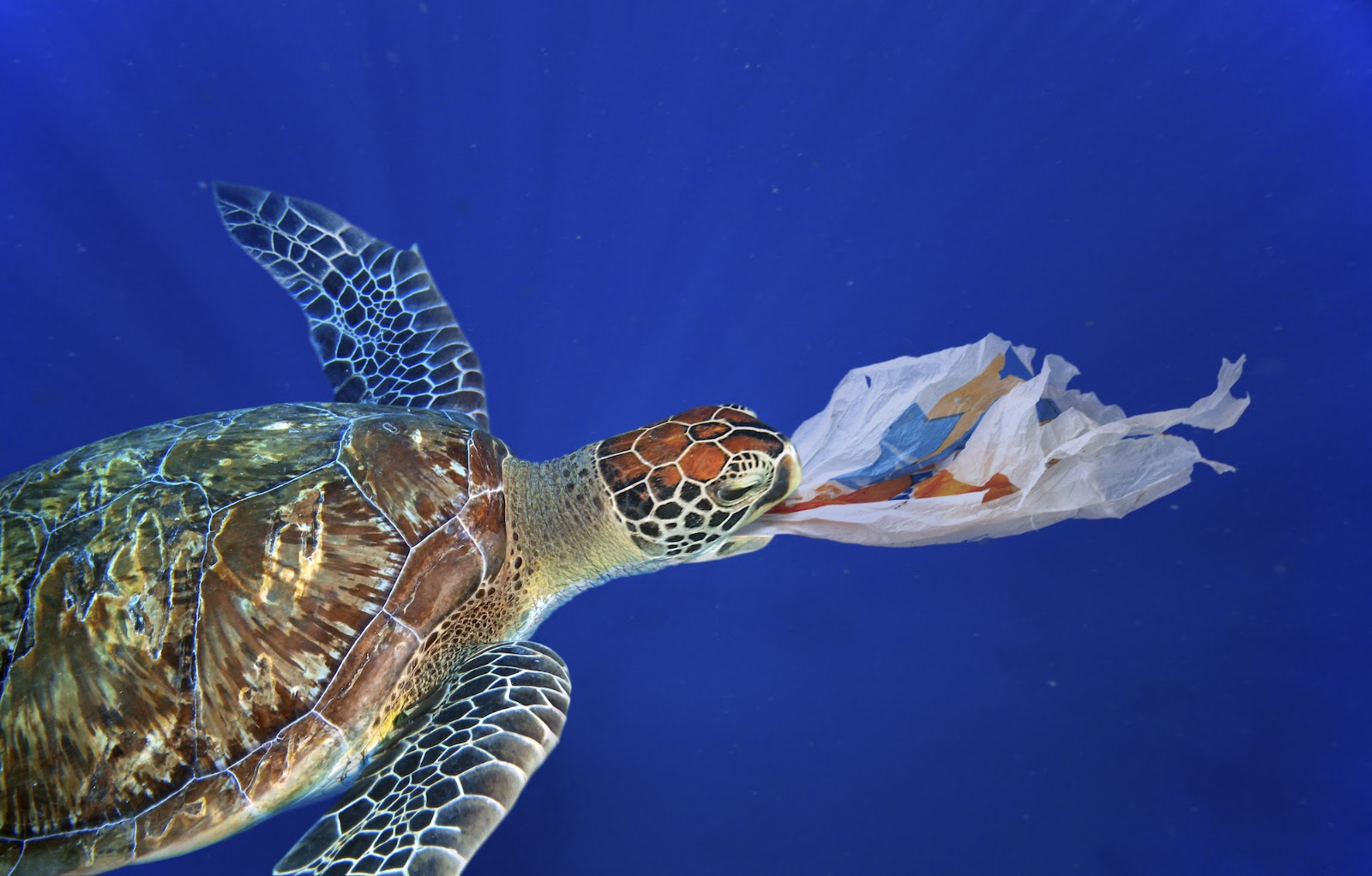 Sea Turtle Ingesting White Plastic Bag