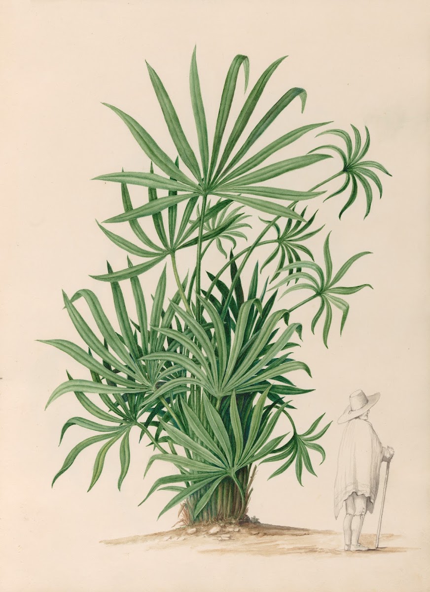 Drawings of tropical flowers and fruits from South America Pl37 1830