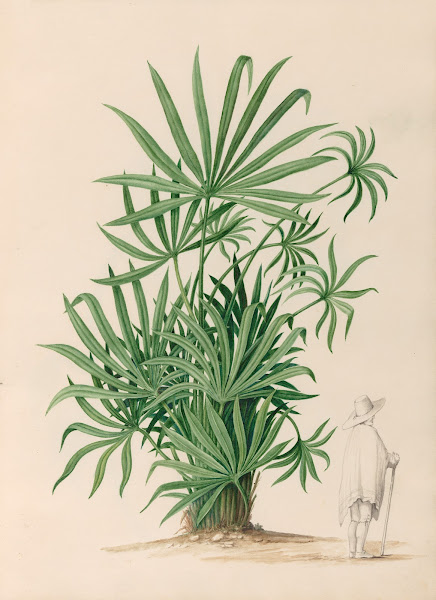 Drawings of tropical flowers and fruits from South America Pl37 1830