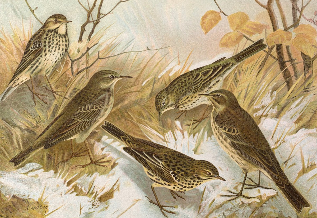 Anthus pratensis cervinus spipoletta obscurus