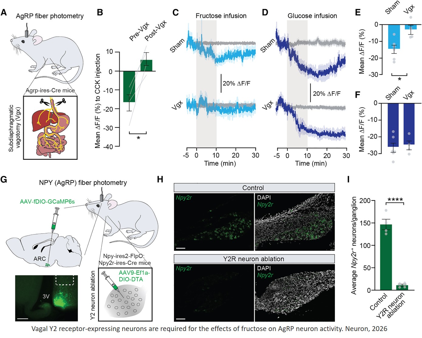 Attenuated hypothalamic response to fructose via a dedicated gut-brain pathway