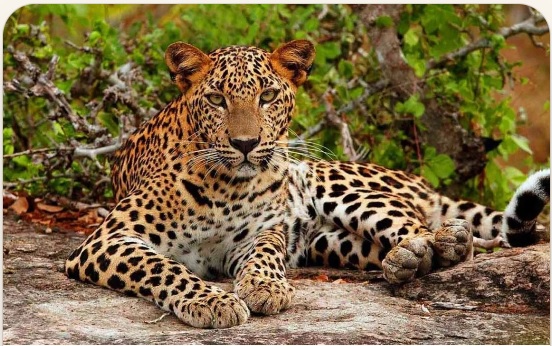 Thrilling leopard sightings in Yala