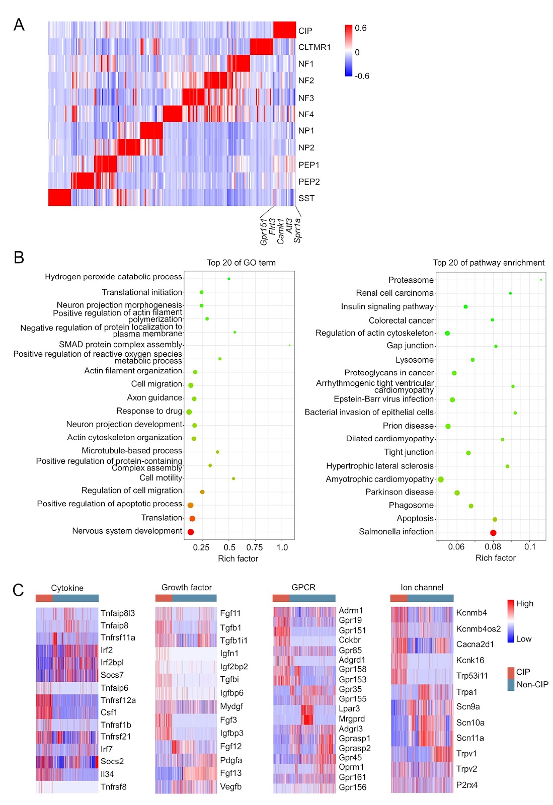 The peripheral Atf3+ neuronal population is responsible for nerve regeneration at the early stage of nerve injury revealed by single-cell RNA sequencing