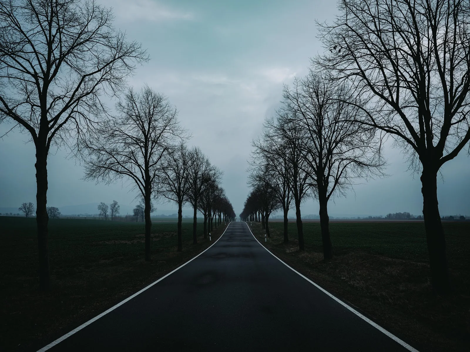 Empty Road Lined with Trees - Landscape Photography 8K Wallpaper (8256x6192)