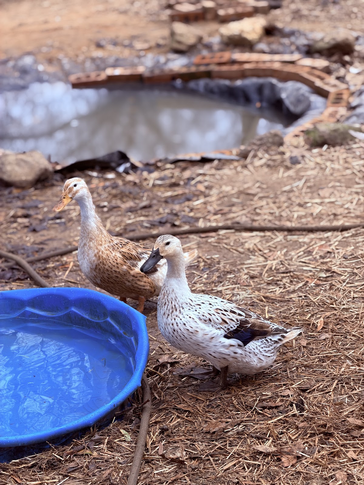 Silver Appleyard Duckling, Welsh Harlequin Duckling