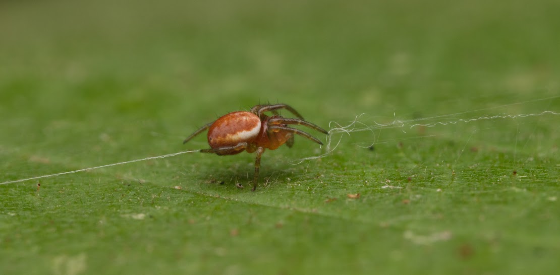 Araniella sp.