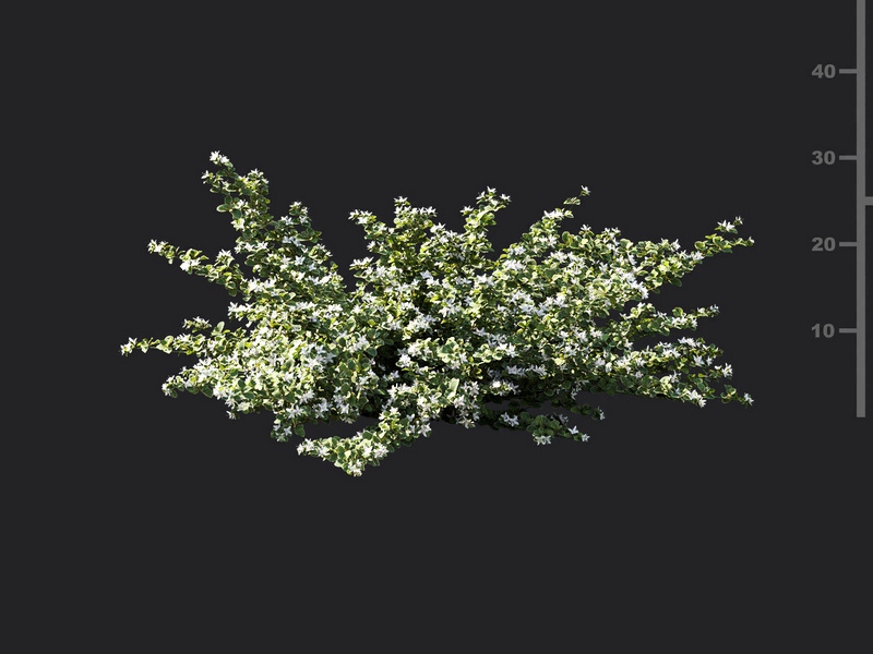 Maxtree - Plant Models Vol.119