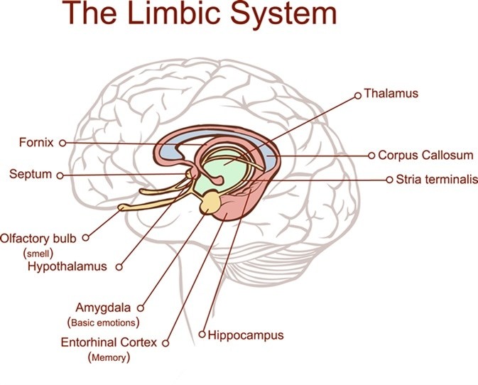 THE LIMBIC SYSTEM