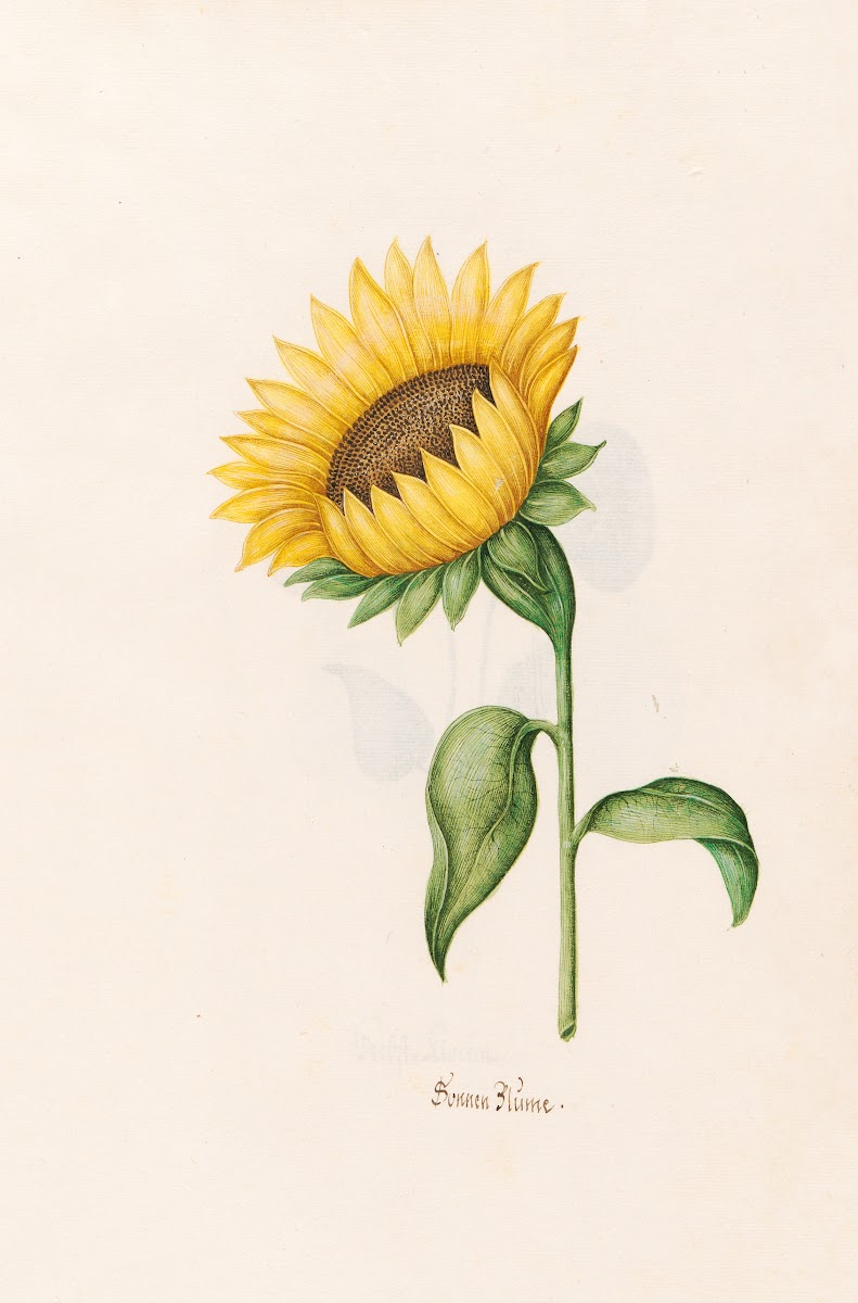 Sonnen Blüme 1692