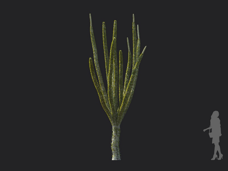 Maxtree - Plant Models Vol.130