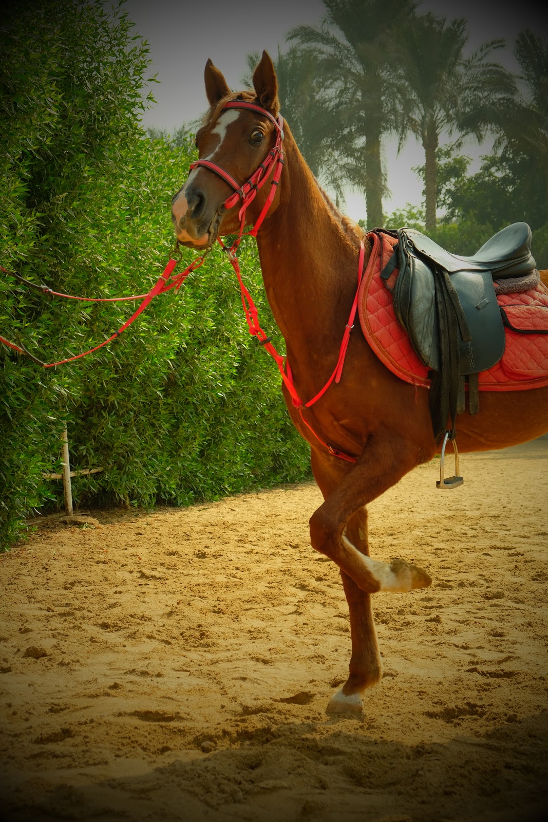 Ghazala - Image 2