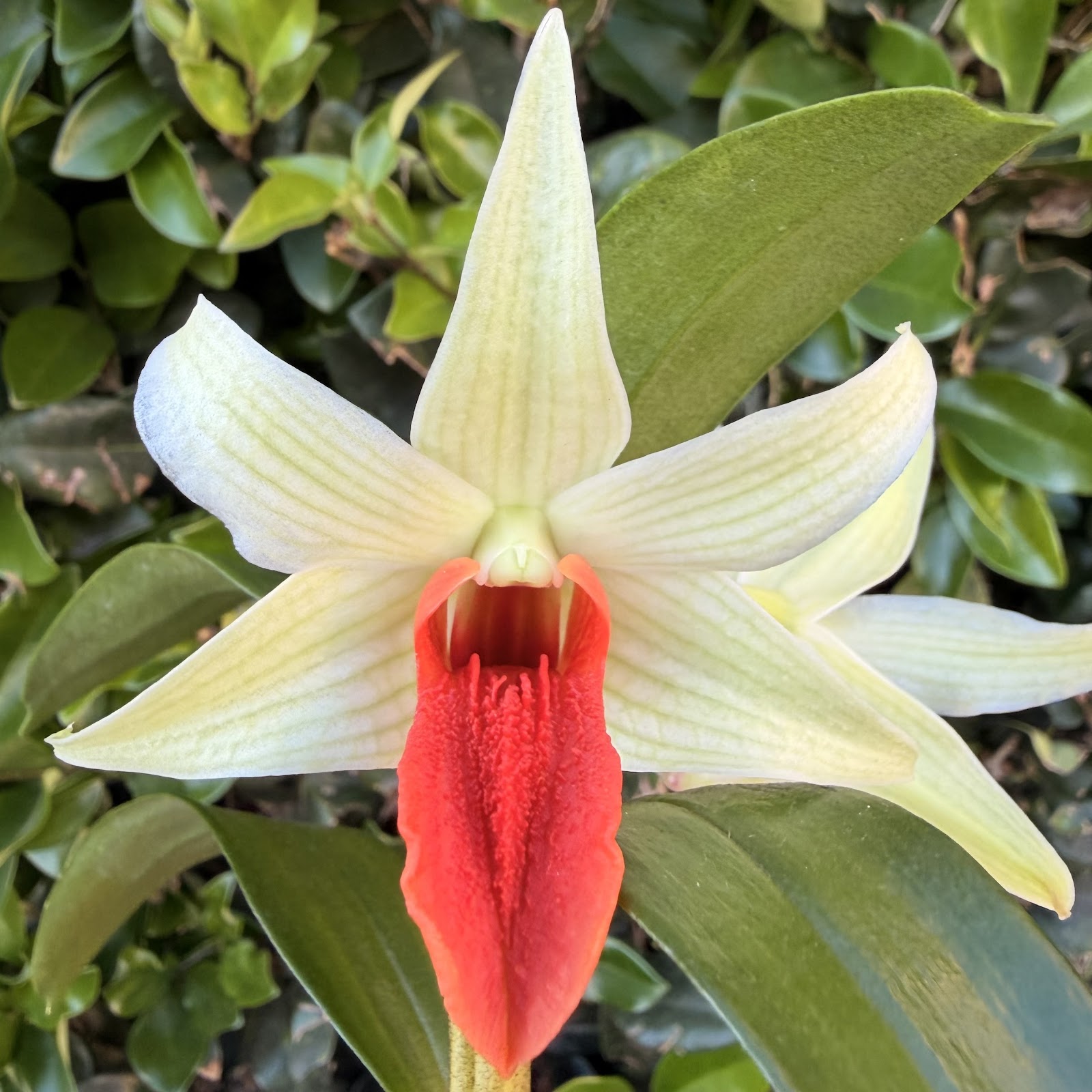 Den. Jiaho Delight 'Red Lips'
