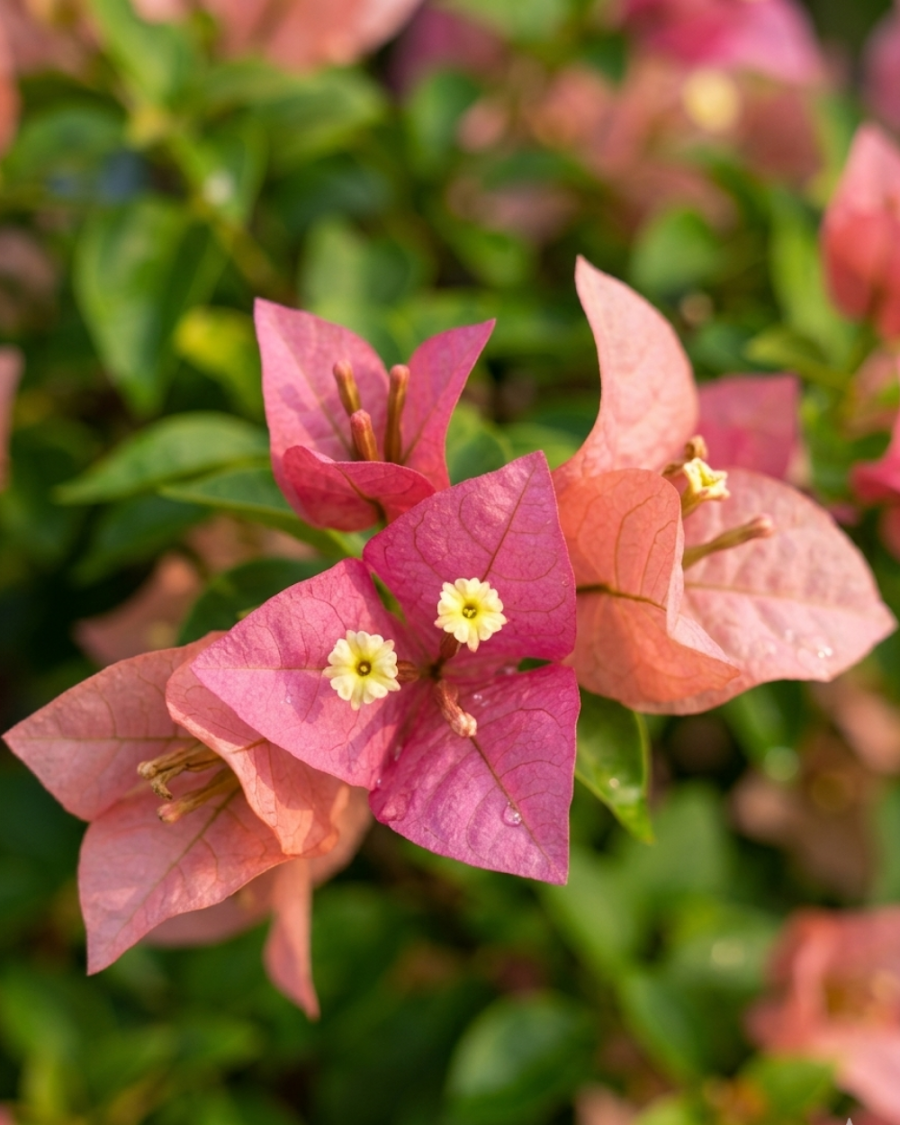 Imported Kayata Bougainvillea Plant — view 2