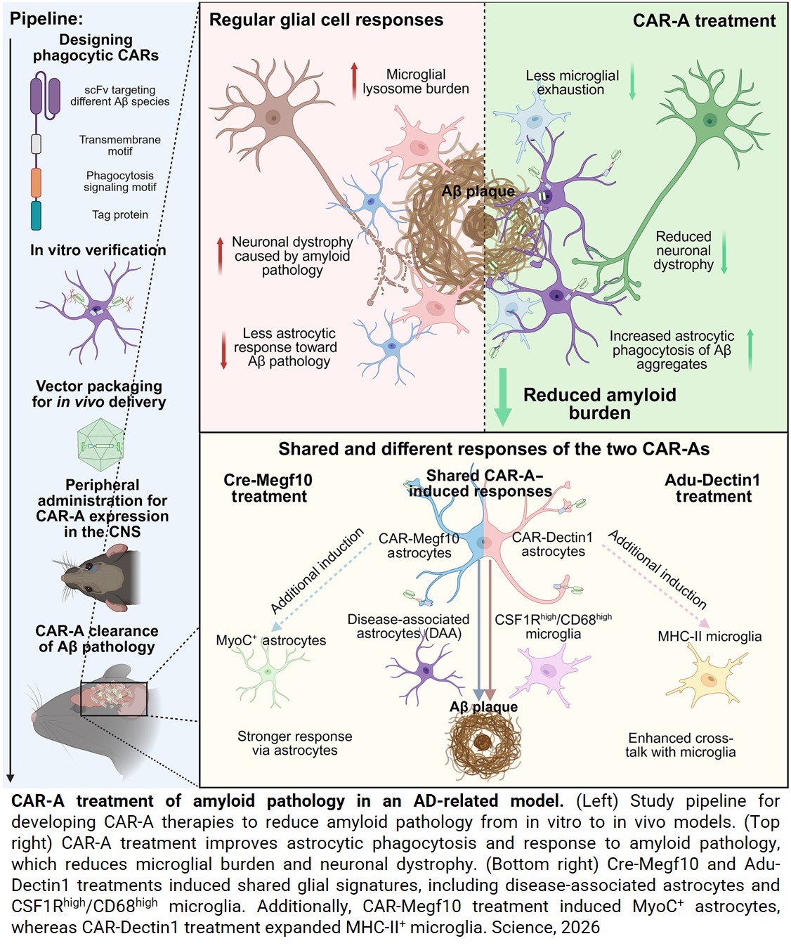 New cellular immunotherapy approach for Alzheimer’s disease