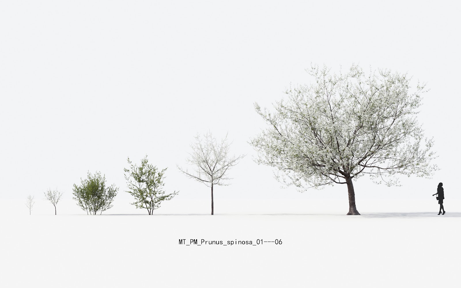 Maxtree - Plant Models Vol.13