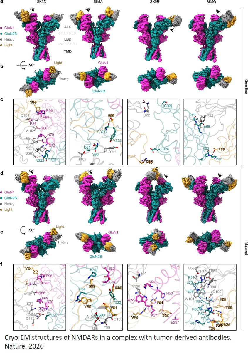 Ectopic NMDAR expression in cancer unmasks germline-encoded autoimmunity