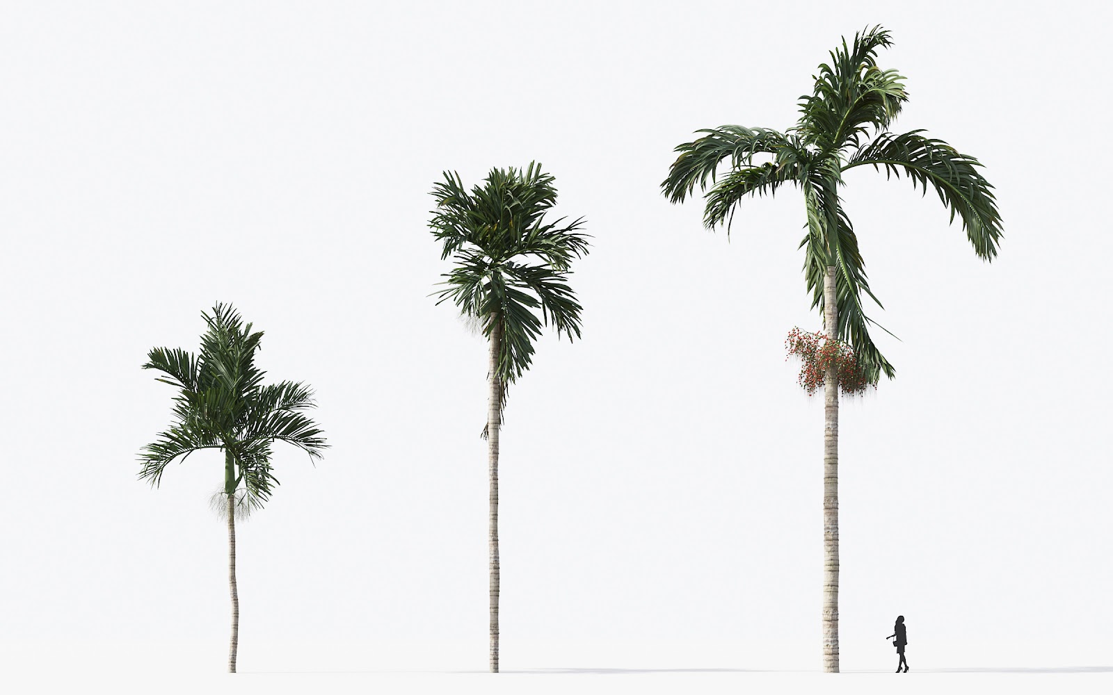 Maxtree - Plant Models Vol.15
