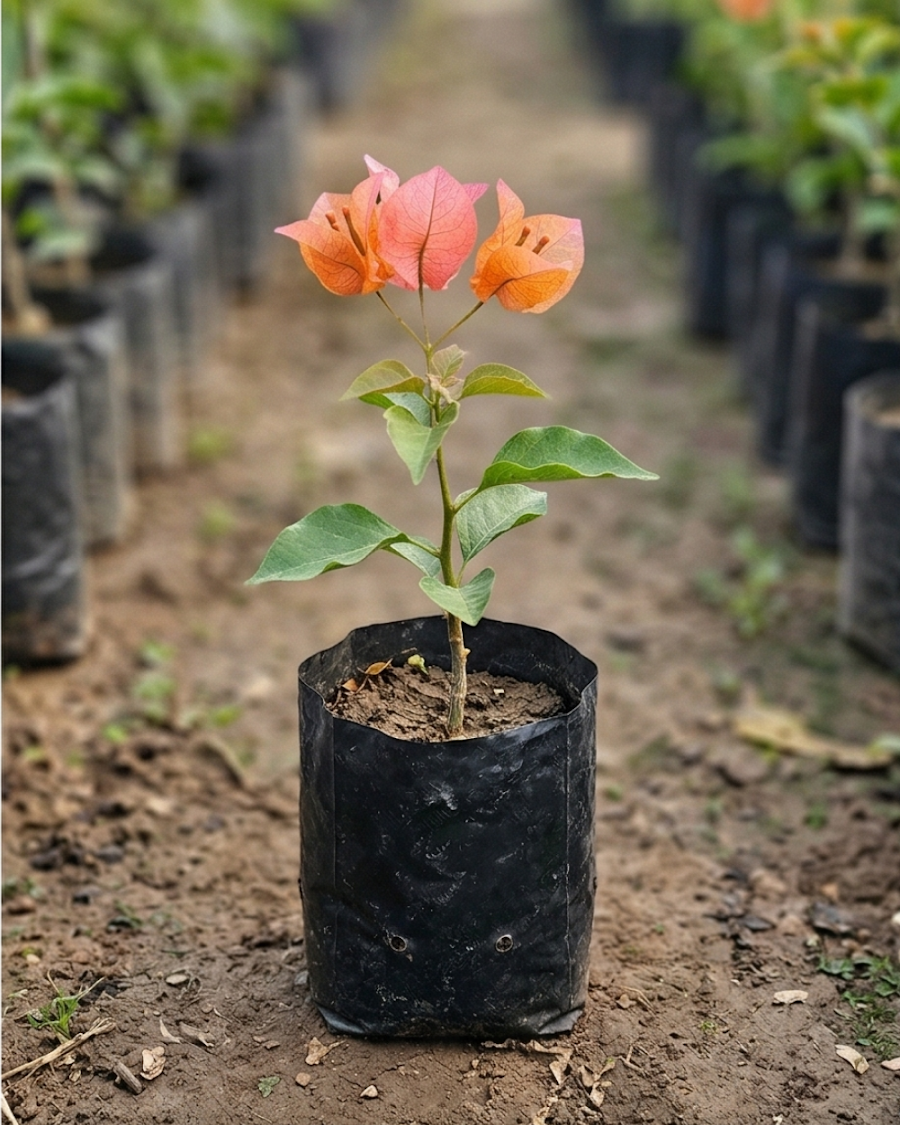 Imported Butterfly Orange Bougainvillea Plant — view 2