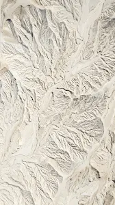 Silent Winter Forest with Snow Covered Trees