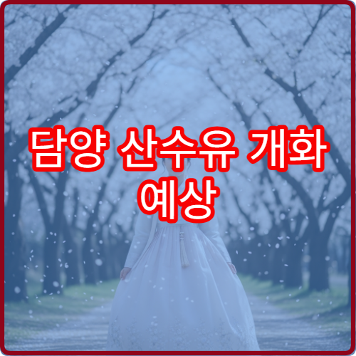 담양 산수유 개화 예상 봄 산수유 절정