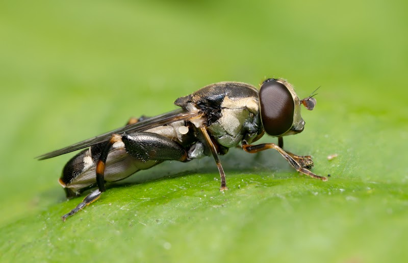 Hoverfly