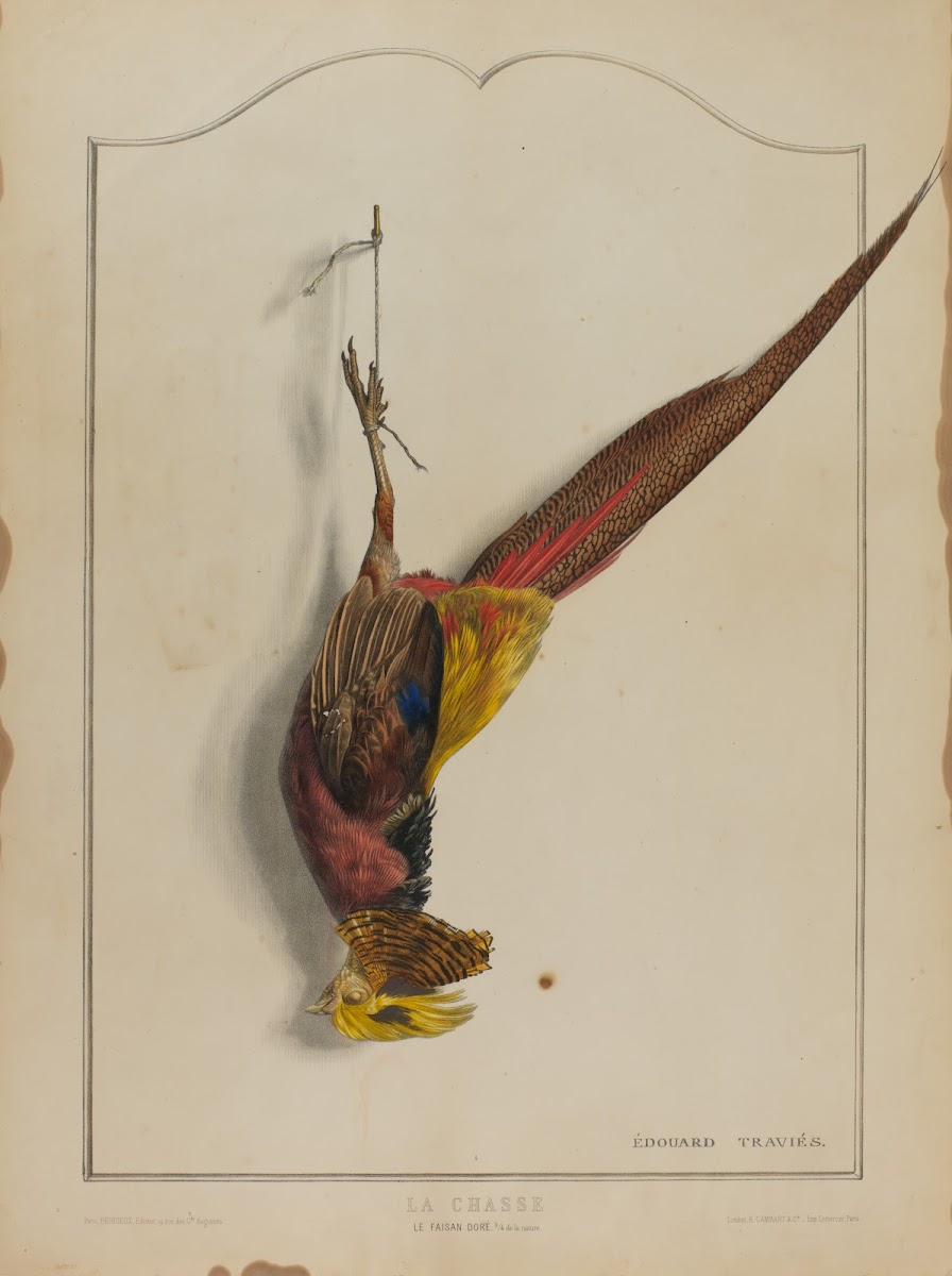 La Chasse Le Faisan Dore
