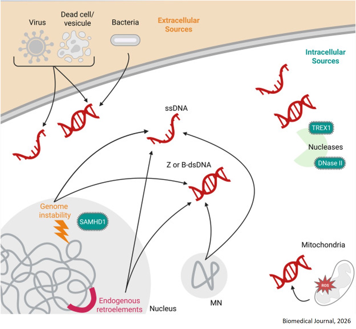 Cytoplasmic DNA sensors and their regulators