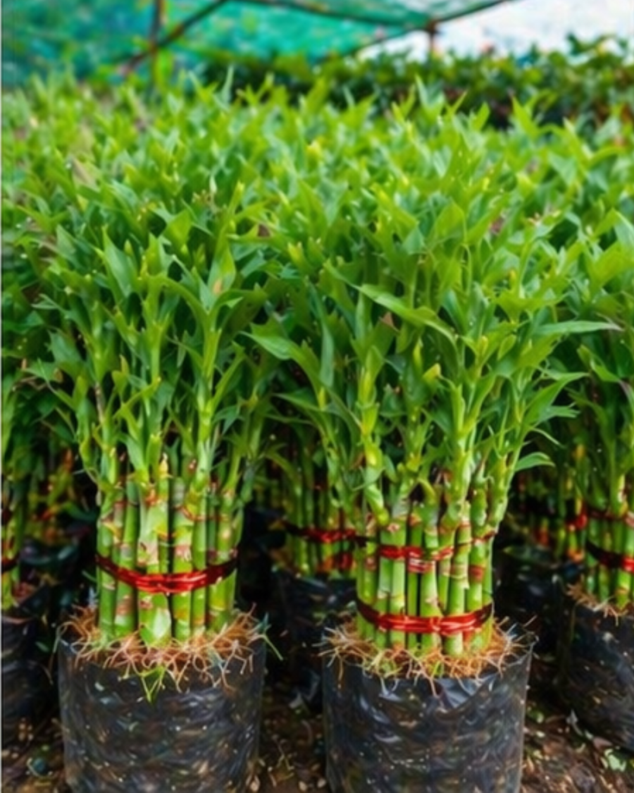 Lucky Bamboo Indoor Plant — view 6