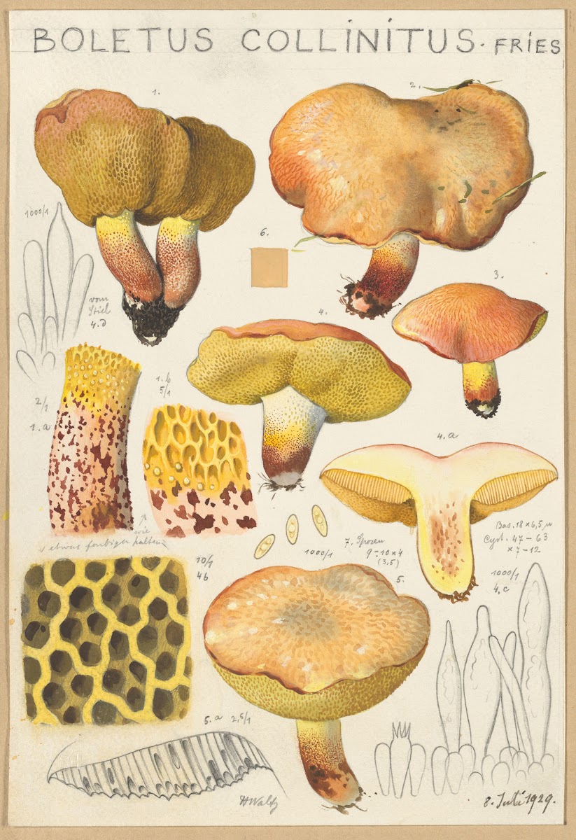 Boletus collinitus 1915 1945
