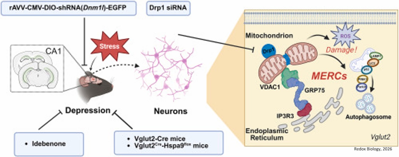 Excessive ER-mitochondria coupling: A DRP1-driven mechanism underlying mitochondrial dysfunction and impaired autophagy in stress-induced depression-like behavior in mice