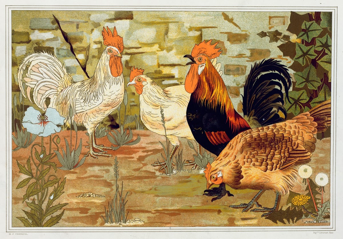 Coqs et poules 1897