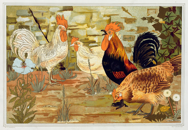 Coqs et poules 1897