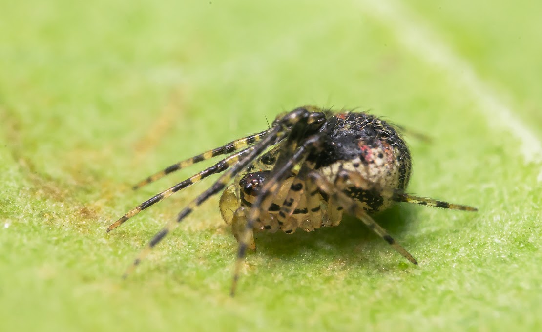 Platnickina tincta