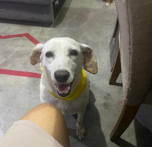 TUTI