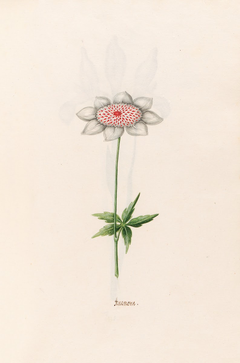 Anemone 1692
