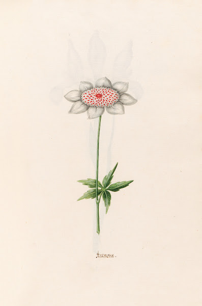 Anemone 1692