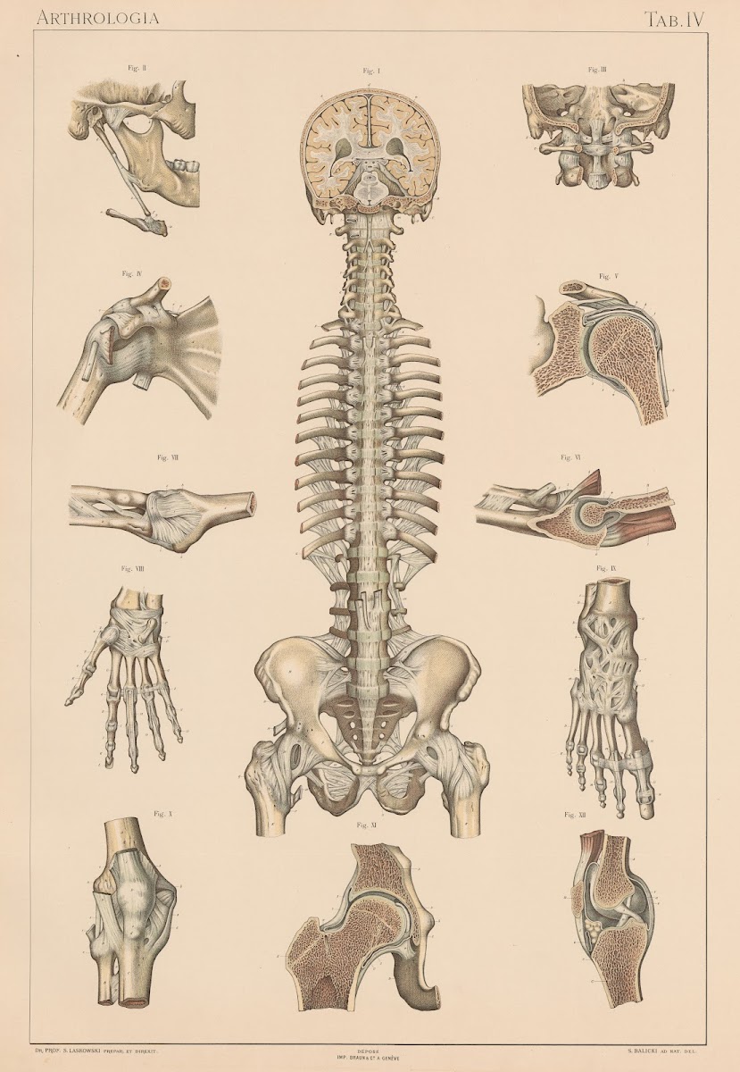 Anatomie normale du corps humain Pl05 1894