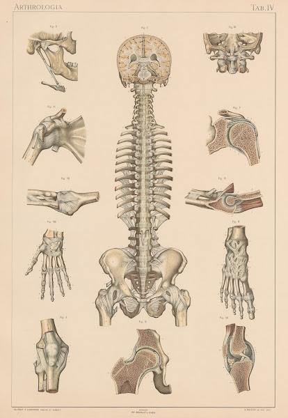 Anatomie normale du corps humain Pl05 1894