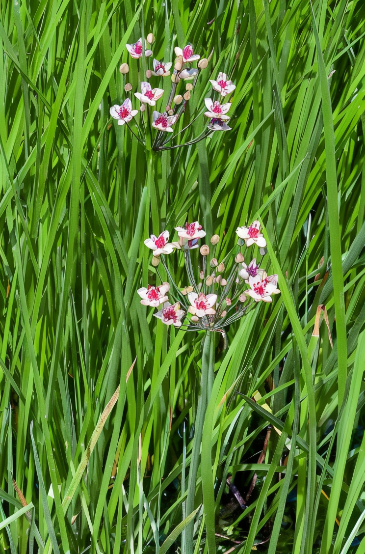 Butomus umbellatus Giunco fiorito in piena fioritura in un laghetto naturale
