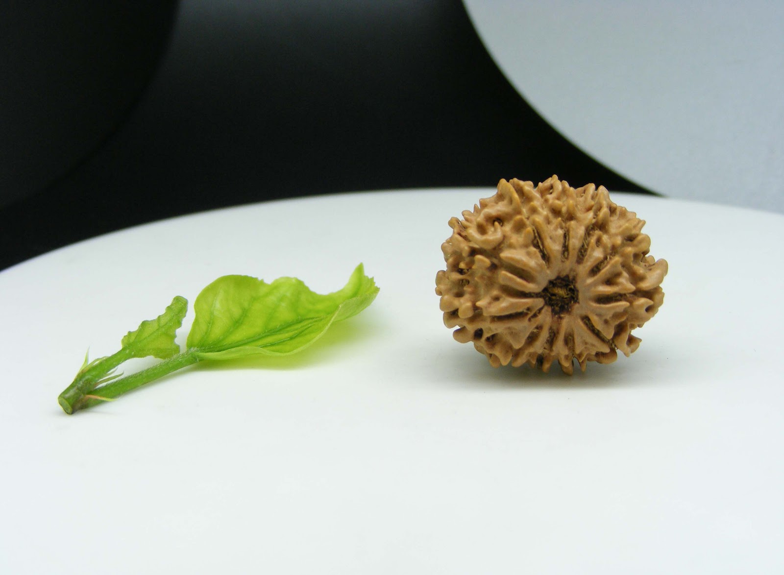 Natural 11 Mukhi Rudraksha 