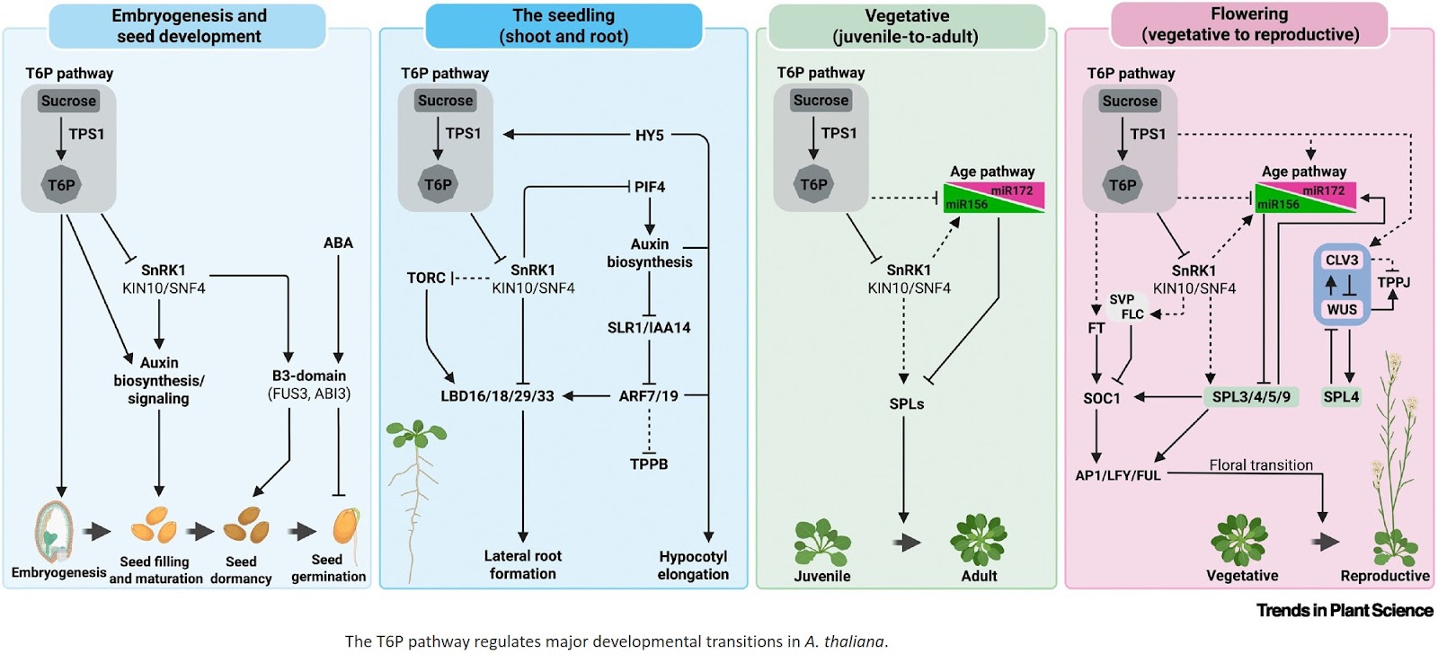 Plant development master regulator, trehalose 6-phosphate