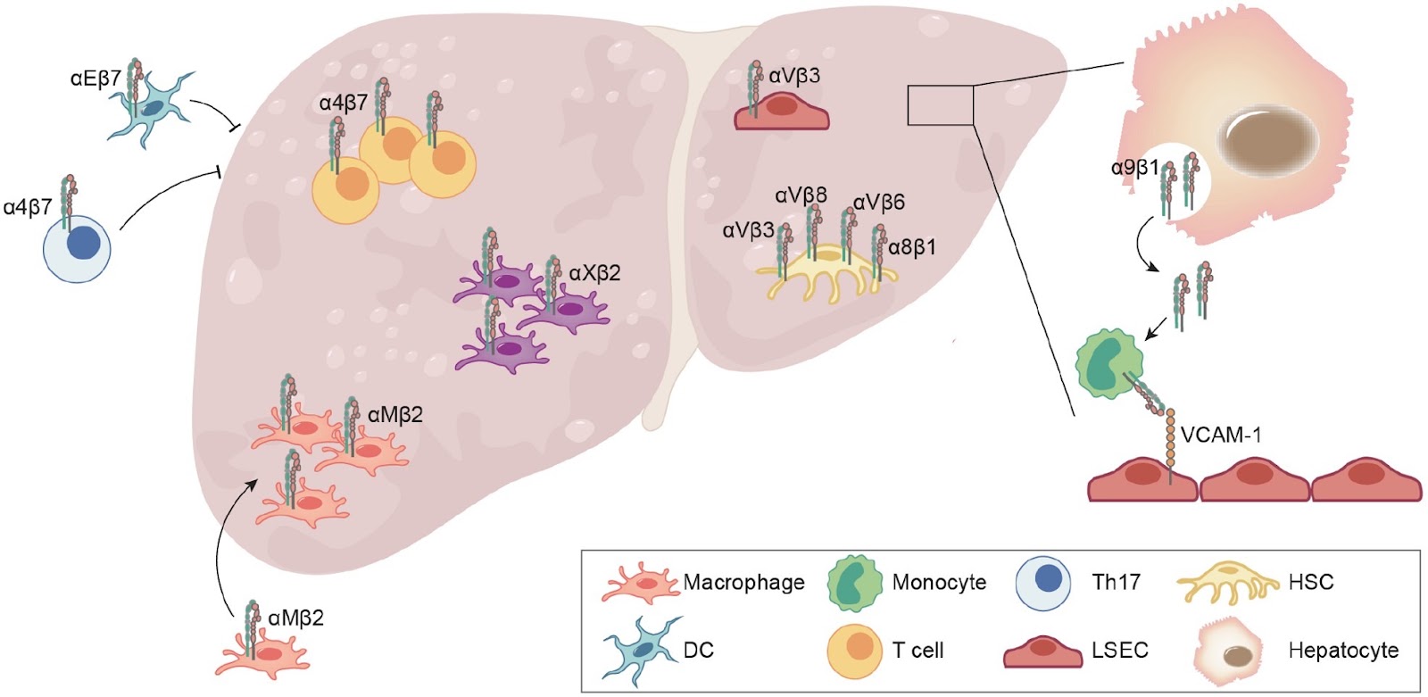 Integrins and NAFLD-associated liver diseases: clinical associations, pathophysiological mechanisms and pharmacological implications