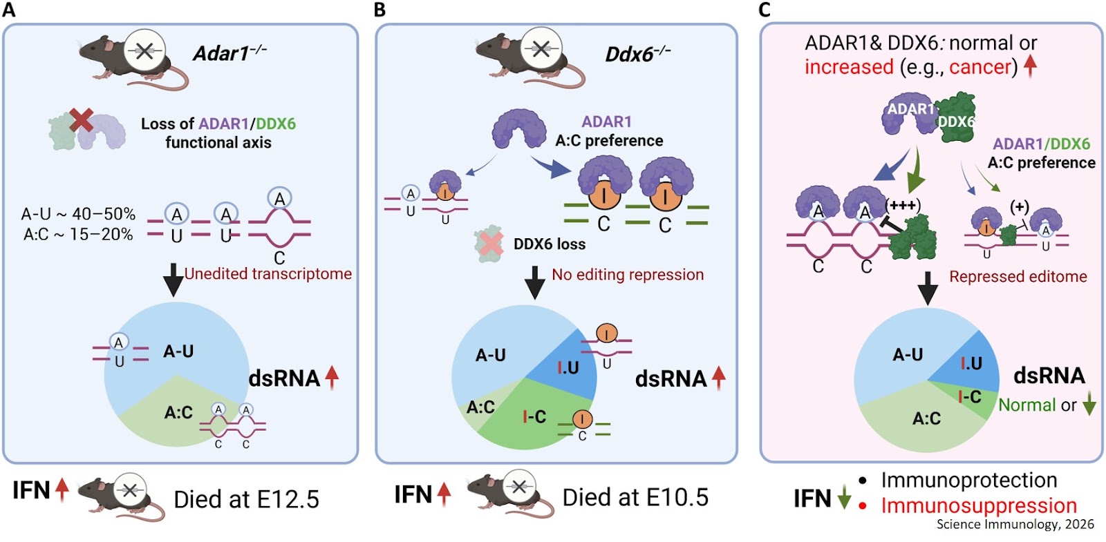 Immunosuppression switch in cancer identified!