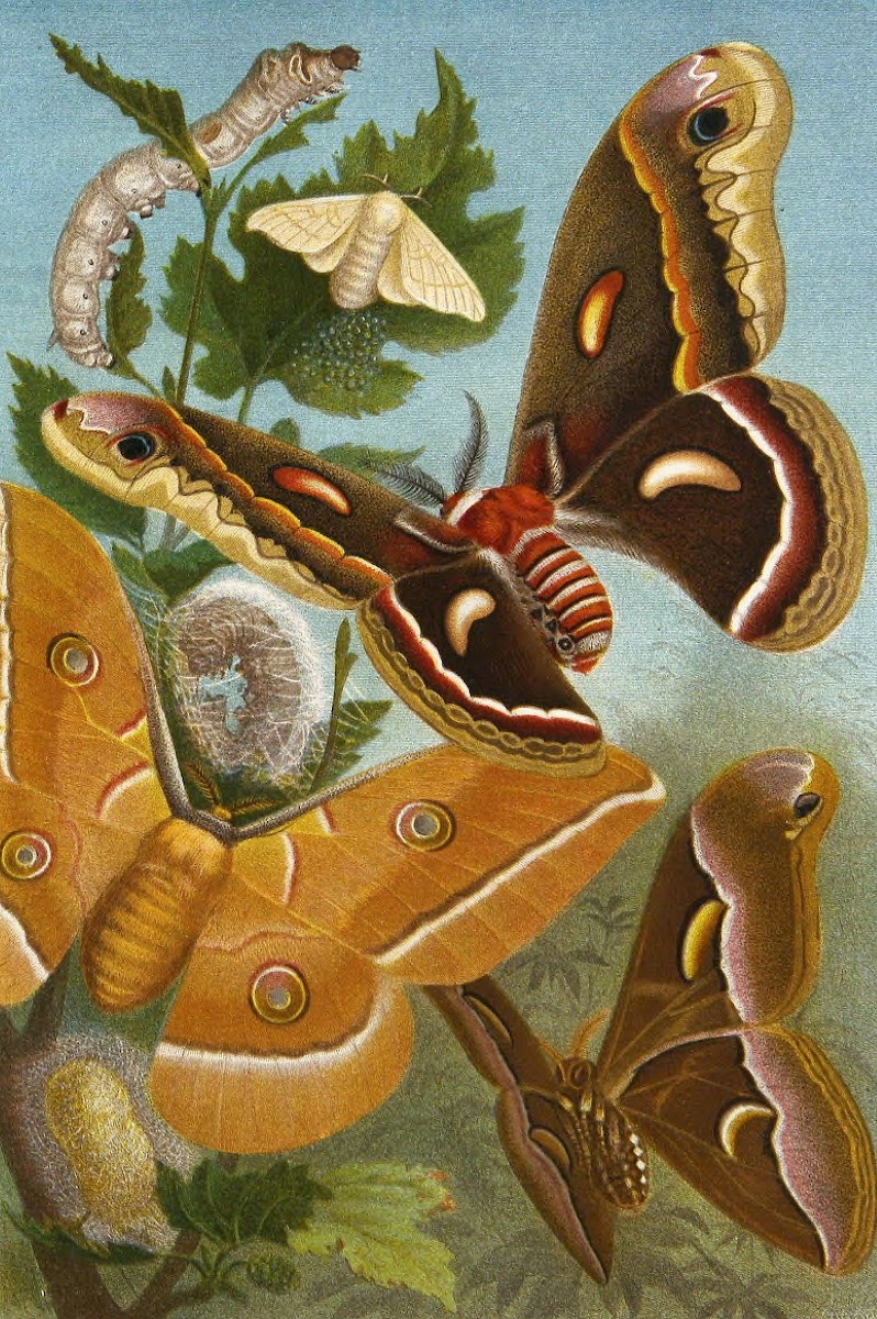 Die Insekten Tausendfussler und Spinnen Pl 11 1877