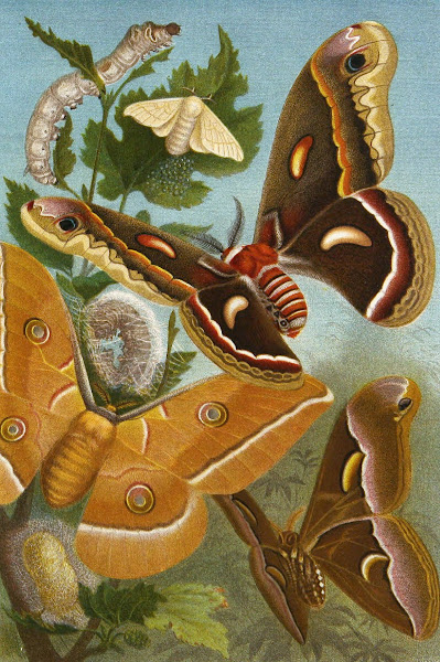 Die Insekten Tausendfussler und Spinnen Pl 11 1877