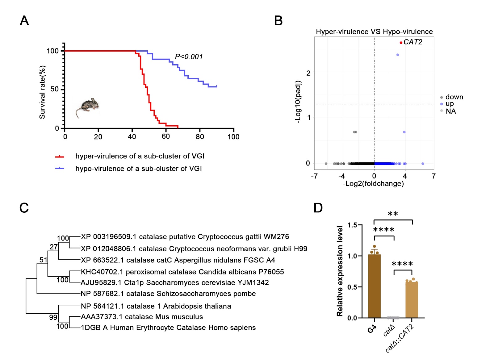 The catalase gene CAT2 and its role in the virulence of one sub-cluster of Cryptococcus gattii VGI clinical isolates