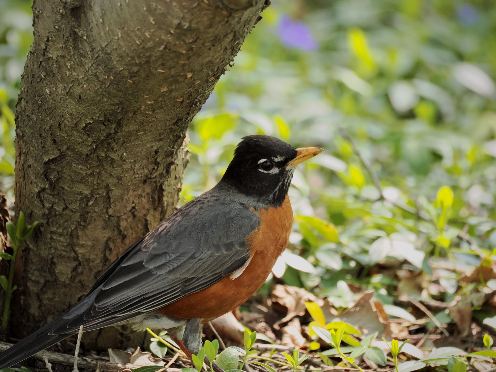An American Robin perched in a tree on the Cranbrook campus