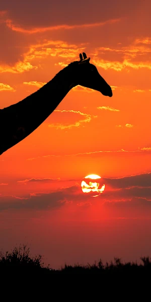 Giraffe, Silhouette, Sunset, Africa 4K iPhone Wallpaper Background
