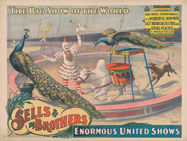 Sells Brothers enormous united shows  The wonderful Snow White  zebu and riding