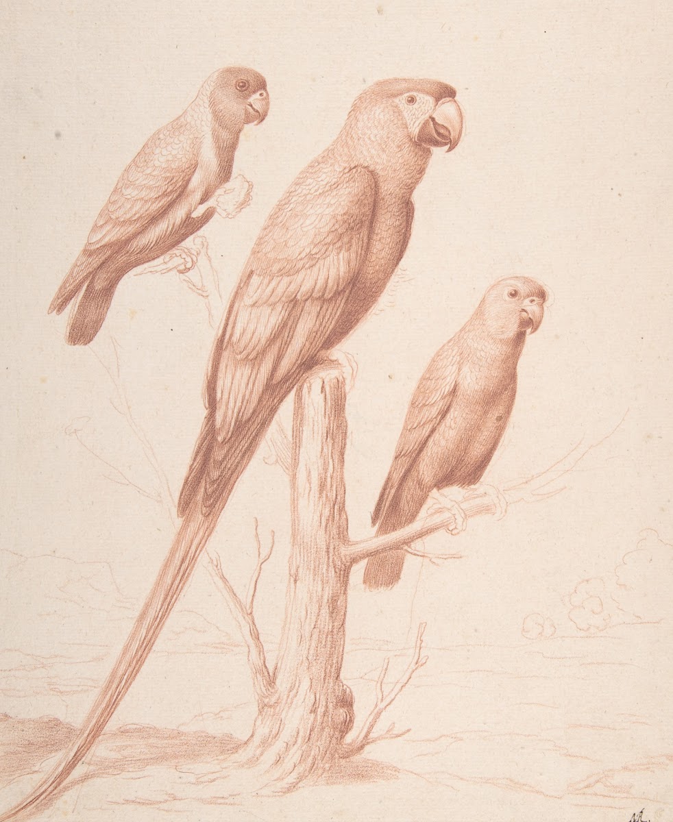 Three Parrots ca 1675